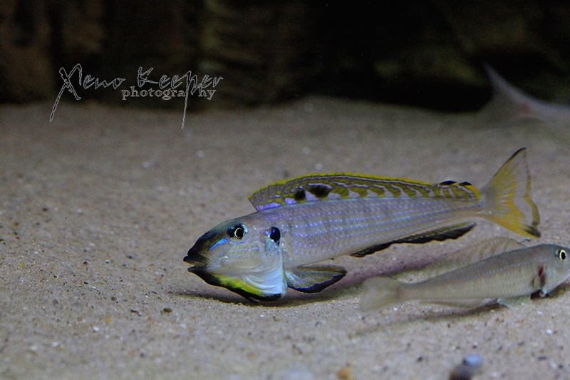 Enantiopus melanogenys 'Karema'